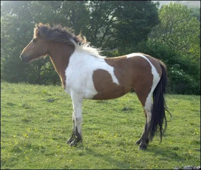 Quelle est cette race de cheval ?
