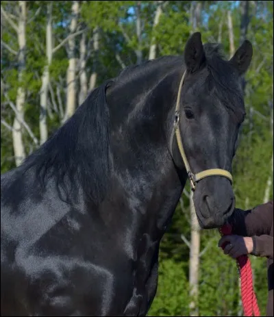 Quelle était l'utilisation du "Frison" au moyen âge ?