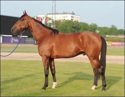 Quelle est l'utilité du trotteur français ?