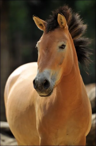 Quand est apparu le cheval de Przewalski ?