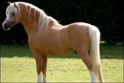 Et pour finir, combien mesure le Welsh ?