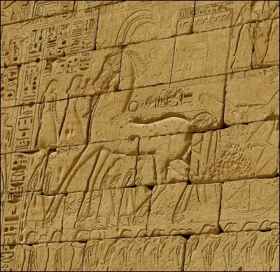 L'homme a domestiqué le cheval depuis environ...