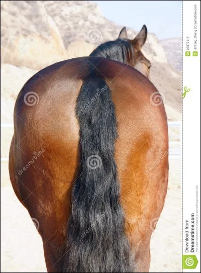 A l'arrière du cheval on trouve...