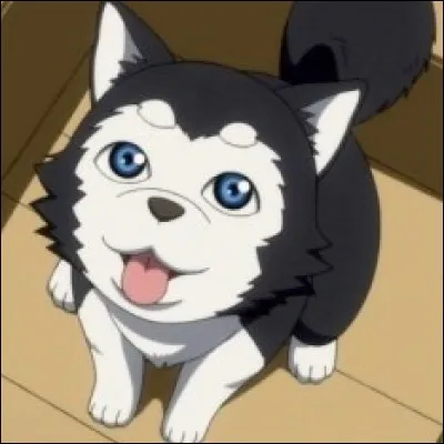 Comment s'appelle le chien de Kuroko ?
