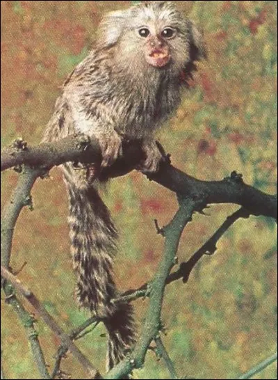 Combien pèse, en moyenne, un "ouistiti" à pinceaux ?