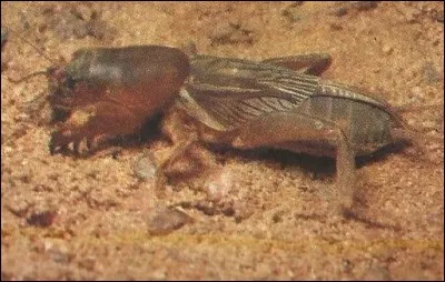 Quel est cet orthoptère ?