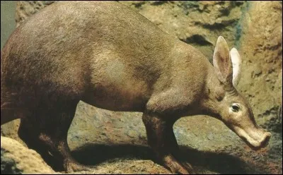 Devant le danger, que fait cet "oryctérope" ?