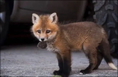 Dans quelle chanson retrouve-t-on les paroles "Tonigh, The Foxes Hunt The Hounds" ?