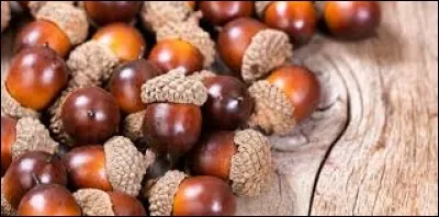 Quel arbre donne naissance aux glands ?