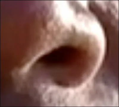 Ces narines sont celles de...