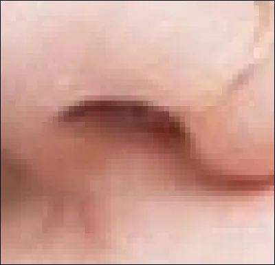 Ces narines sont celles de...