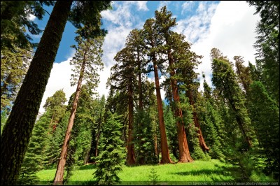 Le séquoia de Californie est le plus grand arbre du monde. Combien mesure-t-il ?
