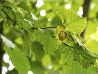 Ceux-là proviennent d'un :