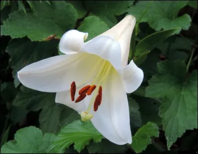 Le lys fait partie de la famille des Liliacées. Laquelle des fleurs suivantes ne fait pas partie de cette famille ?