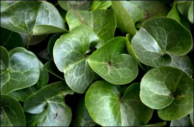 L'Asarum est un membre de la famille des Aristoloches, aussi connu sous le nom ........