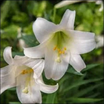 Ml54 - Sur l'image, vous pouvez voir des lys.