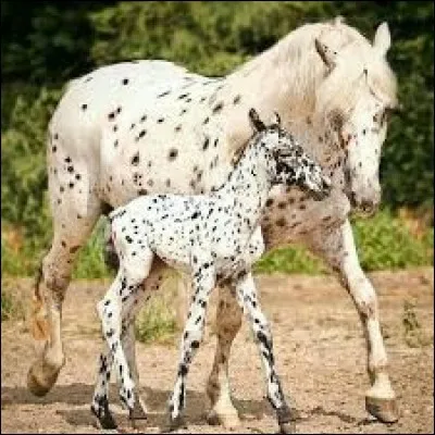 Comment s'appelle cette robe équine ?