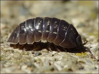 Cet insecte vous fait penser à...