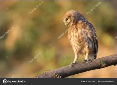 À quel auteur cet animal vous fait-il penser ?