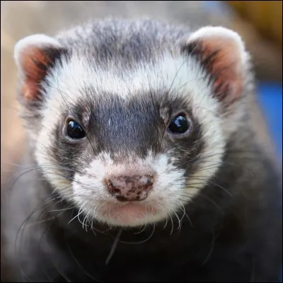 À quel auteur vous fait penser cet animal ?