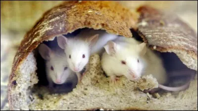 Ces animaux vous font penser à...