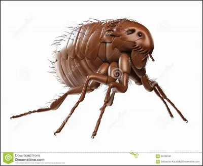 À quel auteur vous fait penser cet insecte ?