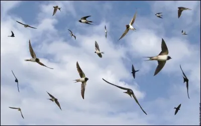 Pour Yasmina Khadra, d'où sont ces oiseaux ?