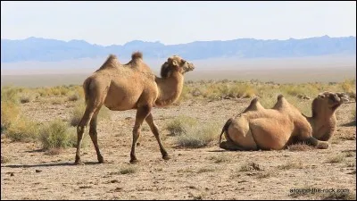 Ces animaux vous font penser à...