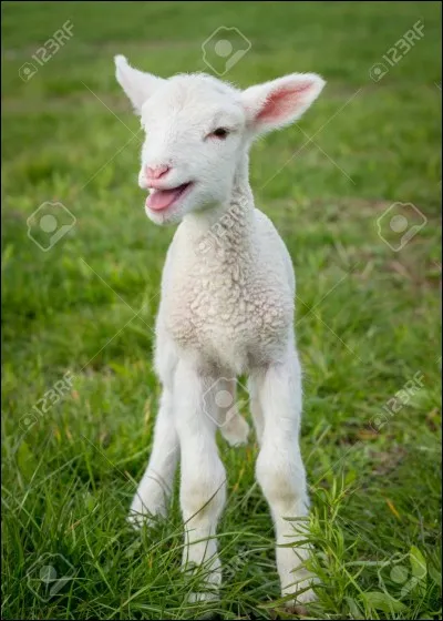 À quel auteur vous fait penser cet animal ?