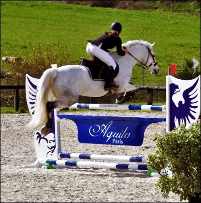 Quel métier préférez-vous dans le monde de l'équitation ?