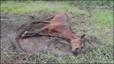 Un cheval est malade.
