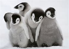 Quiz Animaux