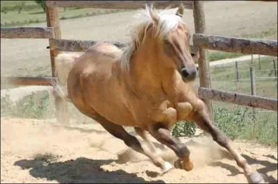 Quelle est la couleur de ce Quarter Horse ?