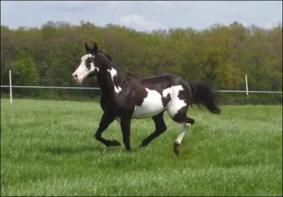 Ce Paint Horse est ...