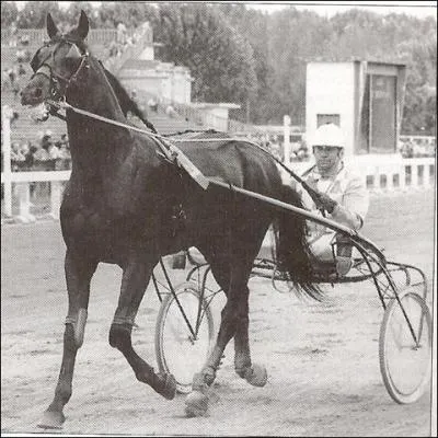 Ce cheval de course est un ...