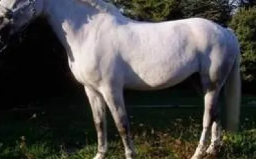 Quiz Galop 2