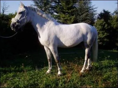 De quelle couleur est la robe de ce poney ?