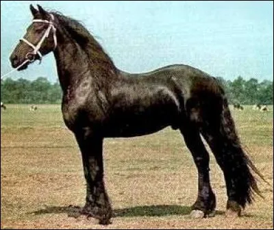 De quelle race est ce cheval ?