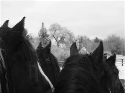 Comment s'appelle cette partie du cheval ?