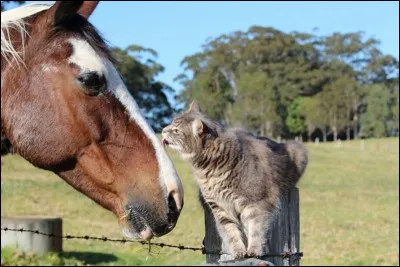 Gingerthebest. Quelle race de cheval n'existe pas ?