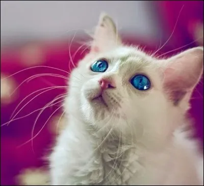 Lunedecendre. Lequel de ces chats est originaire des États-Unis ?