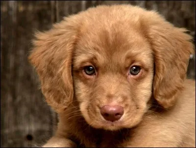 NuitEtoile. Quelle est l'actrice interprétant Katniss, l'héroïne de la saga "Hunger Games" ?