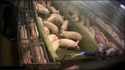 Pourquoi doit-on surtout, de nos jours, éviter de manger de la viande industrielle ?