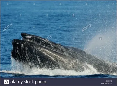 Les baleines sont perturbées à en rendre dangereux les océans, pourquoi ?