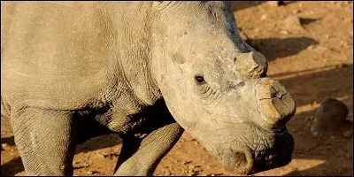 Combien reste-t-il de spécimens de rhinocéros lanos ?