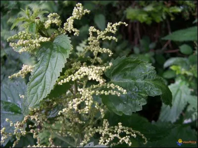 Existe-t-il des orties qui tuent ?