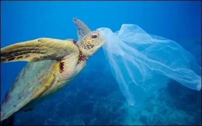 Les tortues marines prennent les sacs plastiques pour...