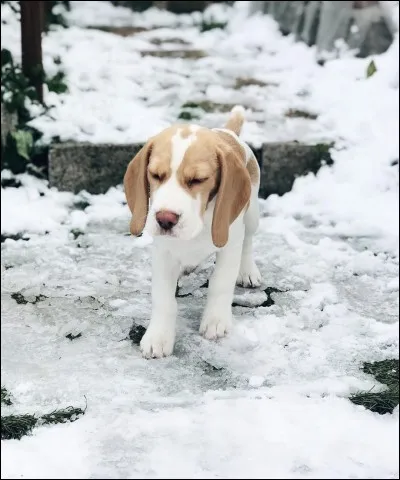 Comment s'appelle son chien ?