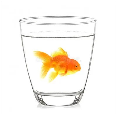 Poissons. Est-ce que tous les poissons boivent ?
