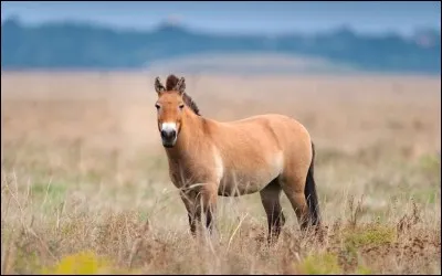 Quel animal est mort dans de ses romans ?